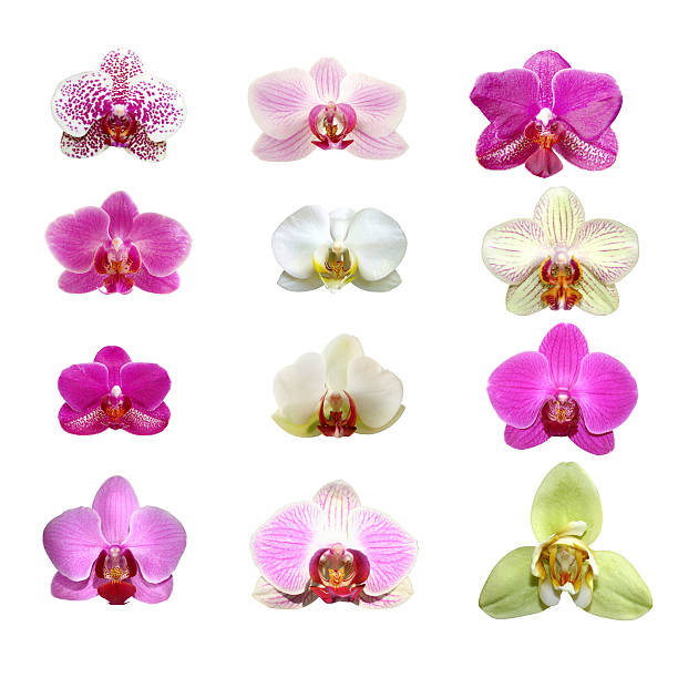 Dodici isolato Orchidee - foto stock