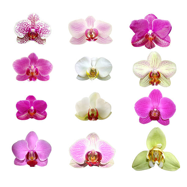 dwanaście pusta orchidee - orchid flower single flower green zdjęcia i obrazy z banku zdjęć