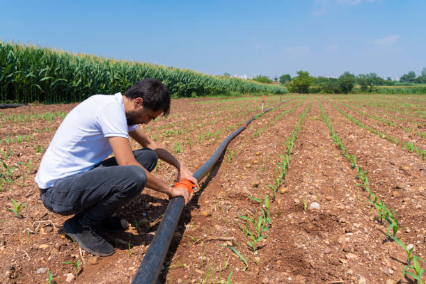 Irrigation system. Water saving irrigation system being used in a young corn field. Worker connects irrigation system pipes. Agricultural background Turkey - Middle East, Irrigation Equipment, Corn, Farmer, Farm turkey middle east stock pictures, royalty-free photos & images