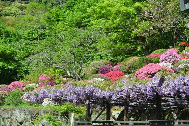 istock Japanese spring wisteria flower 1255612507