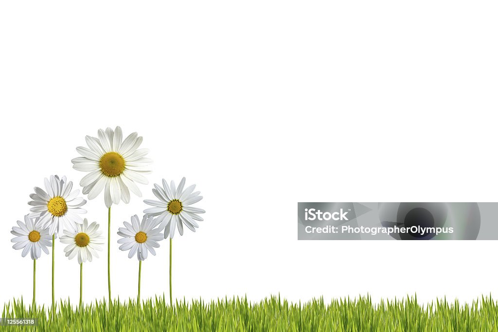 Daisies の芝生 - がくのロイヤリティフリーストックフォト