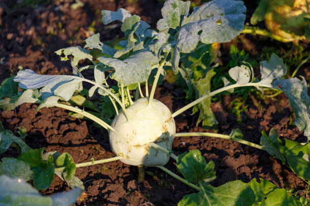 repollo kohlrabi maduro en la cama del jardín de cerca a la luz del sol en la soleada mañana de otoño - kohlrabi turnip cultivated vegetable fotografías e imágenes de stock