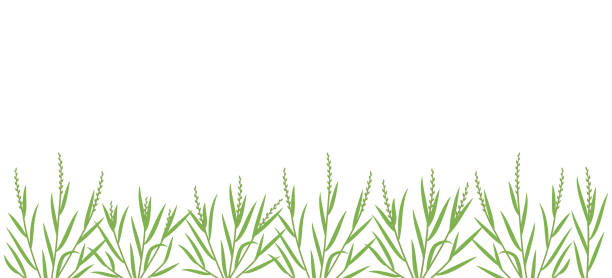 ilustrações de stock, clip art, desenhos animados e ícones de ryegrass plant green field. horizontal banner. fescue grass family poaceae. lolium. place for text. copy space. agricultural. vector background. - fescue