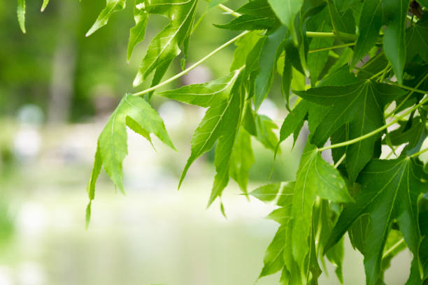 春の日本のカエデシュラブと観賞用の木 - maple tree tree red japanese culture ストックフォトと画像