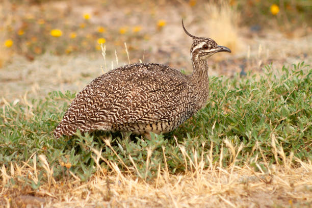 istock Elegant Crested Tinamou in Patagonia 1255615198