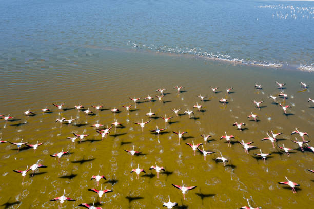 istock Flamingos flying on lake 1255615509
