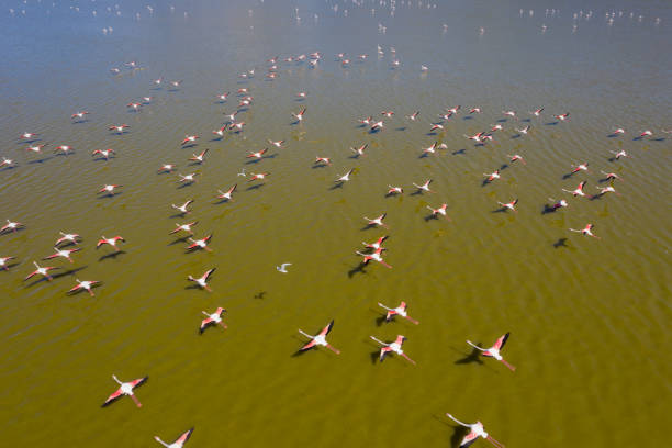 istock Flamingos flying on lake 1255615617