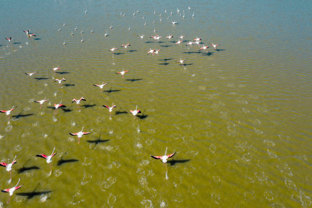 istock Flamingos flying on lake 1255616235