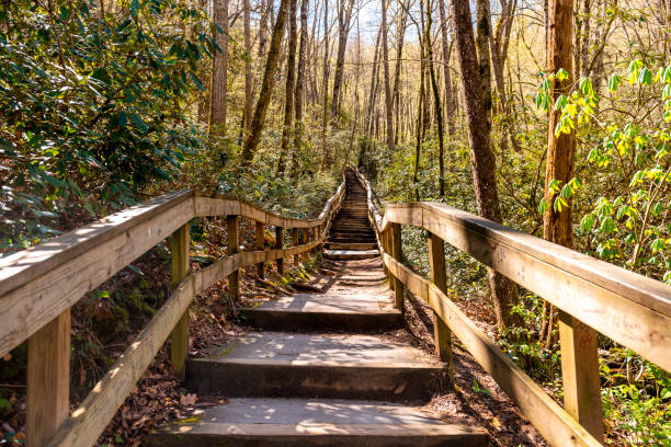 Wood Trail Path to Mingo Falls