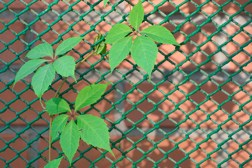 A branch of grapes with green leaves curls on an openwork metal mesh. Copy space.