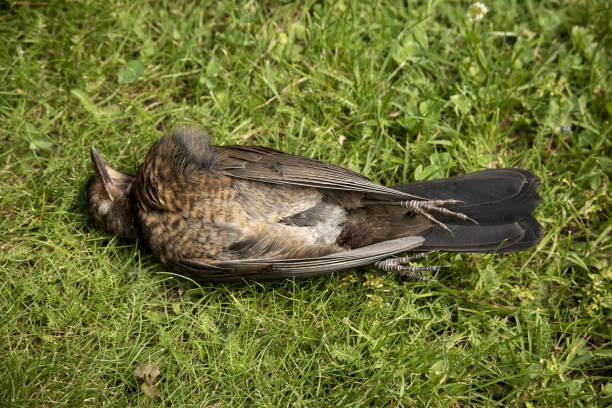 istock Dead blackbird after colliding with glass 1255617227
