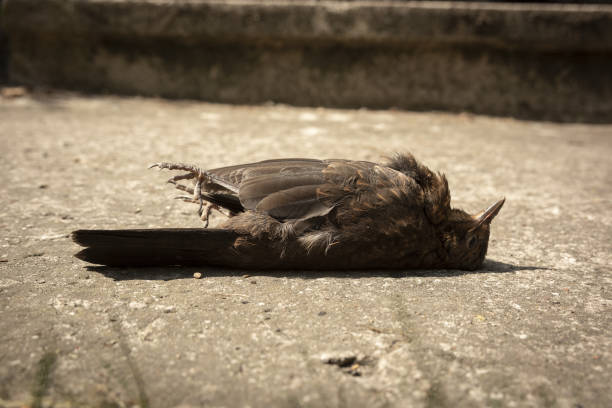 istock Dead blackbird after colliding with glass 1255617250