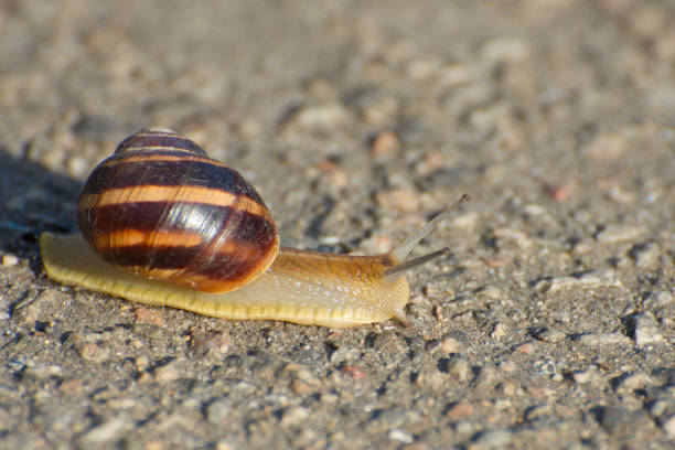 istock A large grape snail creeps on the ground. Shellfish in the wild. 1255617272