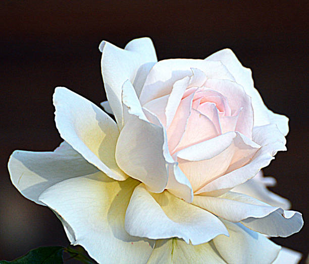 Beautiful English rose close up.