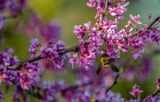 istock A carpenter bee working the redbud tree in Missouri 1255618158