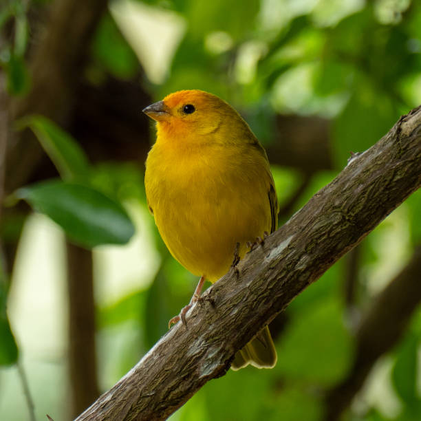 istock Atlantic Canary, a small Brazilian wild bird. 1255618212