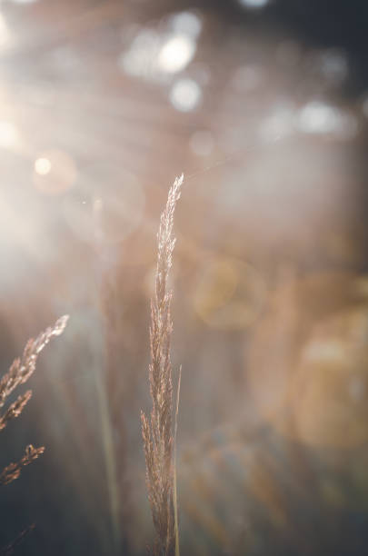 istock Bright summer nature scene with grass flower on a blurred brown background during sunny morning. 1255618356