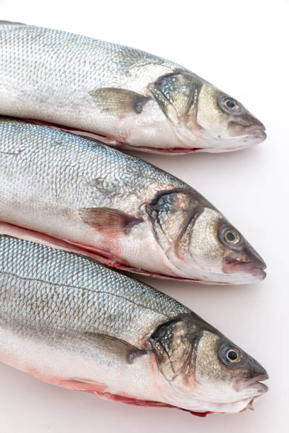 istock Sea bass with white background 1255618408