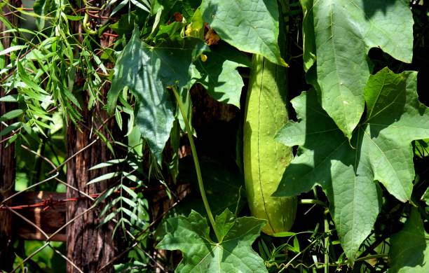 istock planta bucha - luffa aegyptiaca 1255619257