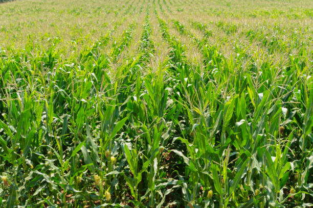 istock corn field have flowers crane view sun light in the morning 1255619568