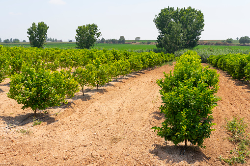 Wide angle view of an organic peach orchard on a summer day