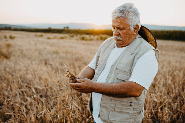 istock Active senior farmer on harvest time 1255620273