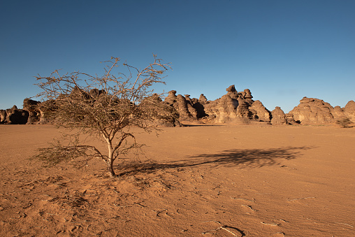an Acacia tree in a dry scene inthe Libyan desert of Akakus, sand and rocks are seen in the landscape