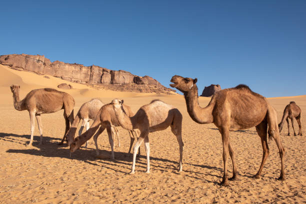 istock camels in the Libyan desert. 1255621470