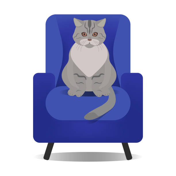 istock Gray tabby cat sitting in a blue armchair isolated on white background. Pet 1255621505