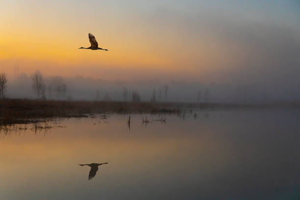 Silhouetted blue heron fly over mirrored still waters amid foggy dawn.