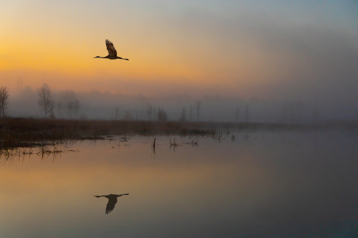 Silhouetted blue heron fly over mirrored still waters amid foggy dawn.