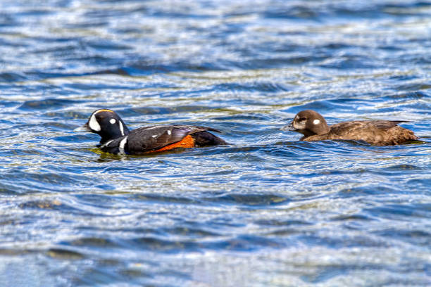 pair of harlequin ducks swimming in sea water - harlequin duck duck harlequin water bird imagens e fotografias de stock