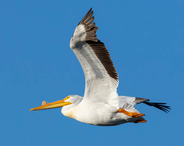 istock Amazing white pelican in flight. 1255622554
