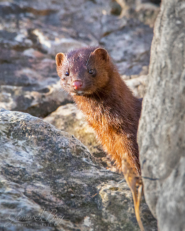 Wild mink curious about photographers.