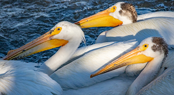 Beautiful white pelicans swimming and fishing in the first light of day. The detail is exquisite.