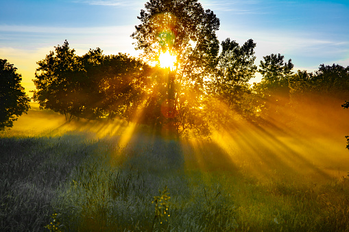 Mystical sunbeams, rays through branches in foggy field at sunrise.