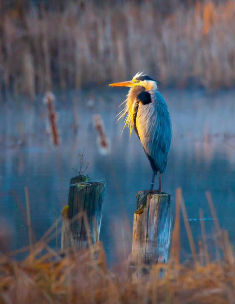 Majestic blue heron bird looking toward the sunrise at first light of day.
