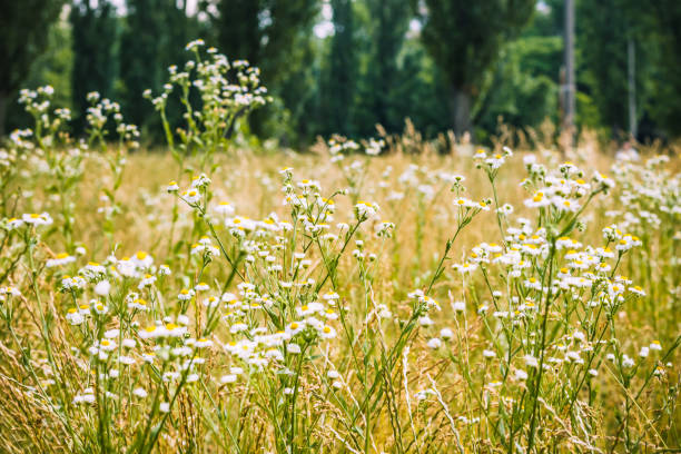 nature in summer, wild flowers in meadow. matricaria chamomilla or italian,german,hungarian chamomile. field of chamomile flowers . background with medicinal chamomile. - chamomile plant german chamomile summer green imagens e fotografias de stock