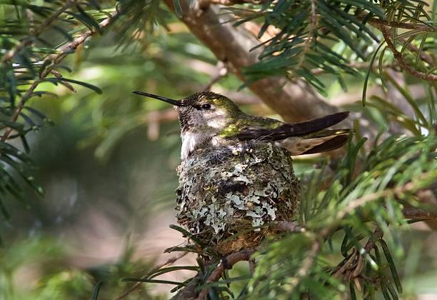 istock Anna's Hummingbird sitting in the nest 125562492