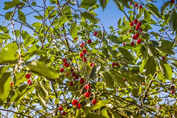 Ripe red cherries on the tree in summer, shallow depth of field, green leafs and blue sky on background. Beautiful sunny day