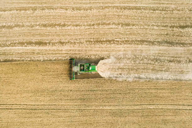 istock Modern combine harvester working on the wheat crop. Aerial view. 1255625459