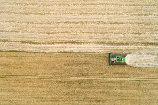 istock Modern combine harvester working on the wheat crop. Aerial view. 1255625460