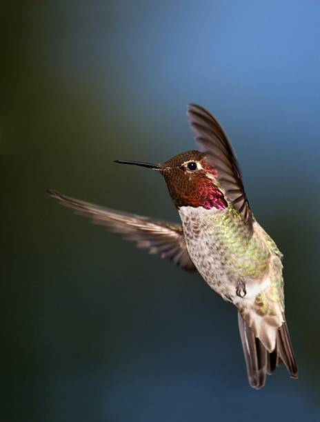 istock Anna's Hummingbird in Flight 125562551