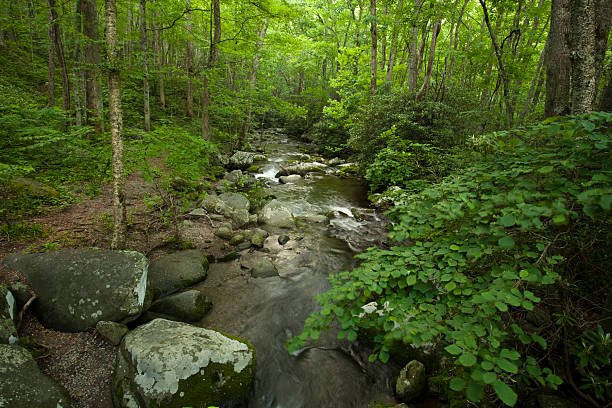 istock Creek in the Smoky Mountains 125562622