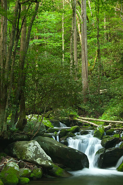 istock Secluded Smoky Mountain Stream 125562641