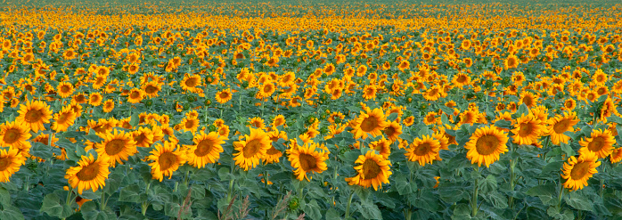 Field of blooming sunflowers (helianthus annuus) in California before sunrise, where one-quarter of the world's supply of sunflower seeds are grown each summer.