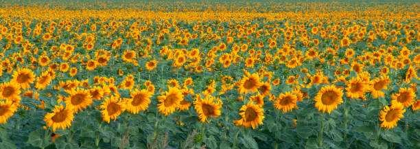 Sunflower Field Before Sunrise, Sacramento Valley California stock photo