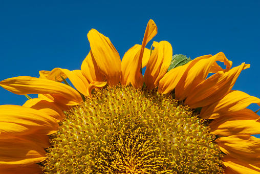 Golden Common Sunflower (helianthus annuus) set against a perfectly clear blue California summer sky, playfully pushing up over the bottom of the camera frame.