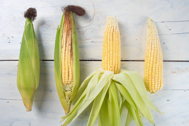 istock Green corn arranged on a white wooden table on a white background. Top view. 1255628041