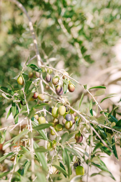 istock Ripe black olives on the branches of the tree. 1255628213